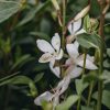 Plants Gaura Cottage Garden | Gaura Lindheimeri Ellura