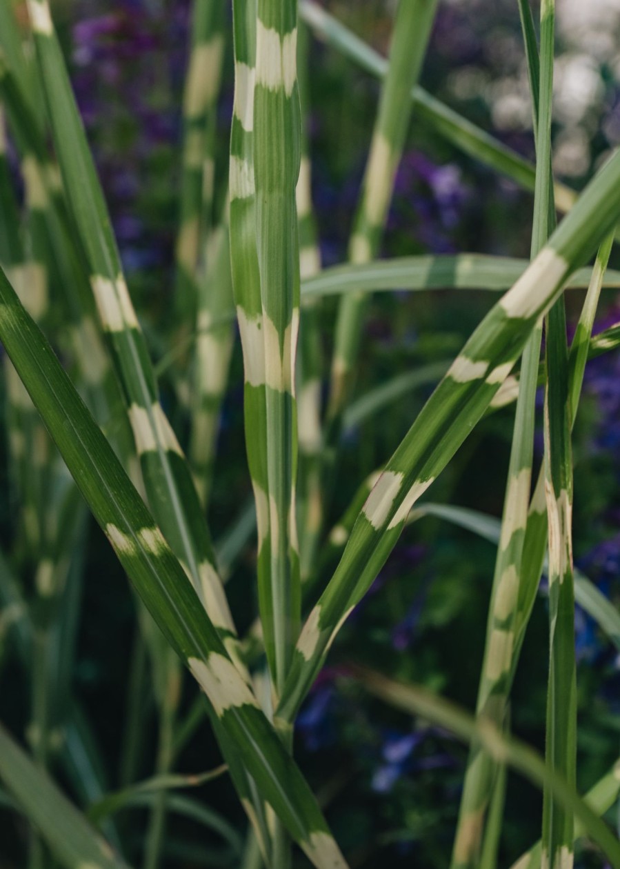 Plants Miscanthus Prairie Garden | Miscanthus Hinjo