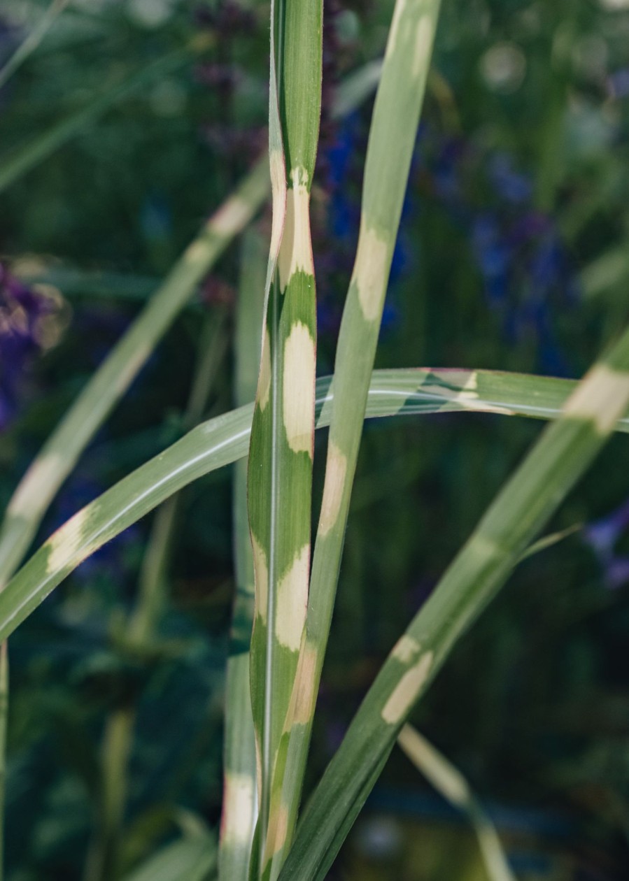 Plants Miscanthus Prairie Garden | Miscanthus Hinjo