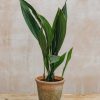 Interiors Houseplants Houseplants & Pots | Aspidistra Elatior