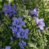 Plants Campanula Pollinator Garden | Campanula Sago