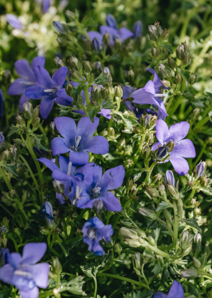 Plants Campanula Pollinator Garden | Campanula Sago