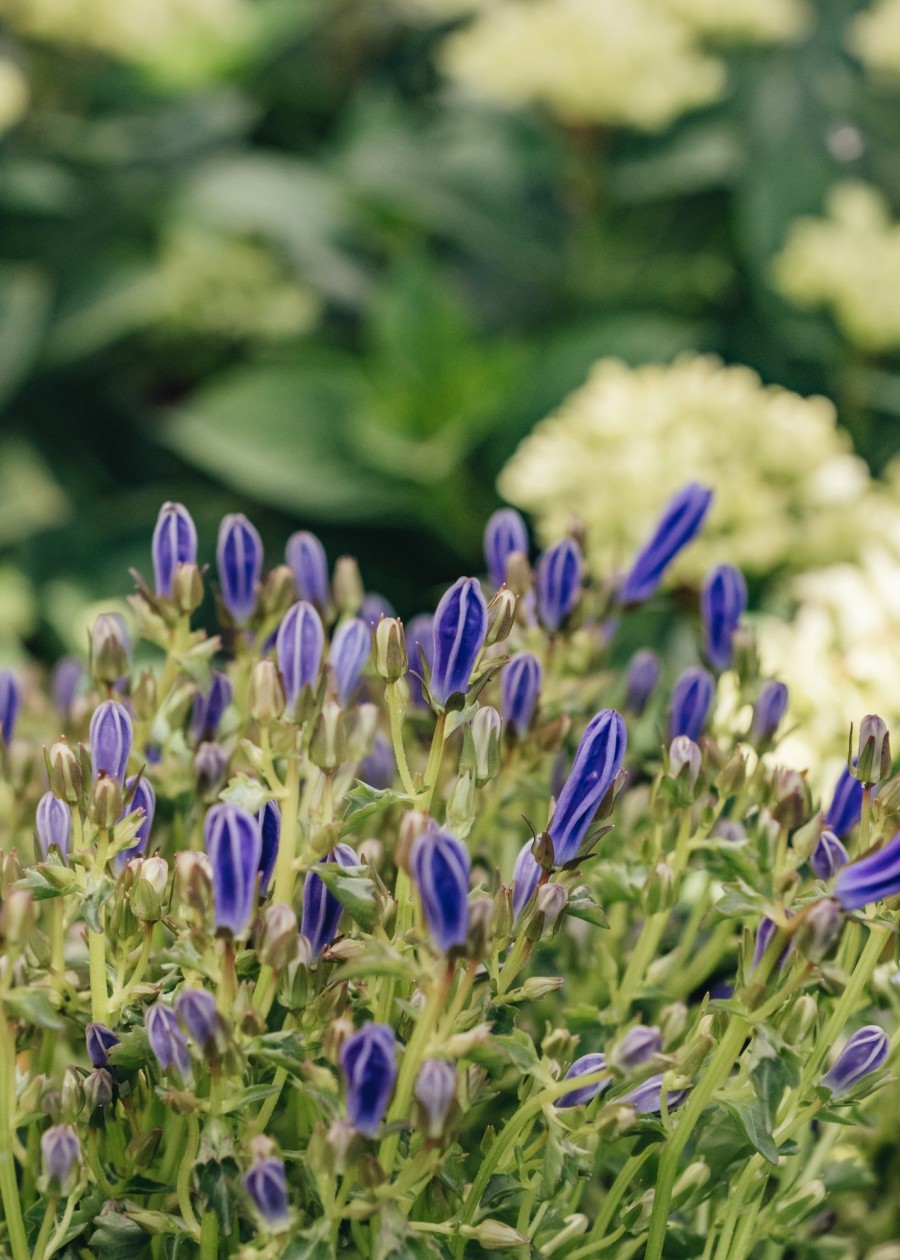 Plants Campanula Pollinator Garden | Campanula Sago