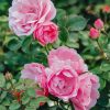 Plants David Austin Roses Rose Garden | David Austin Rosa Bonica