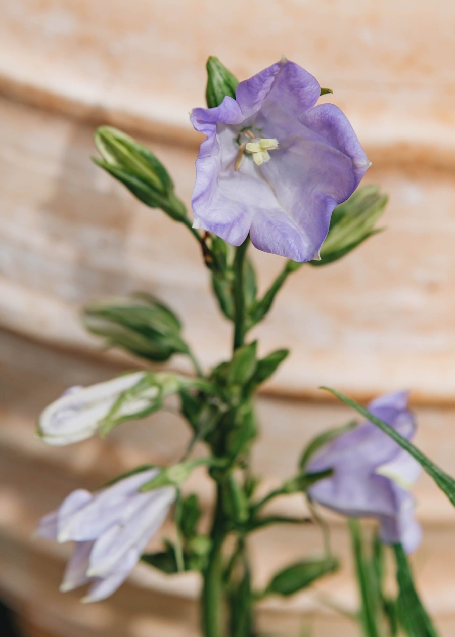 Plants Campanula Cottage Garden | Campanula Persicifolia Takion Blue