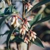 Plants Sarcococca Pollinator Garden | Sarcococca Hookeriana Digyna 2.5L