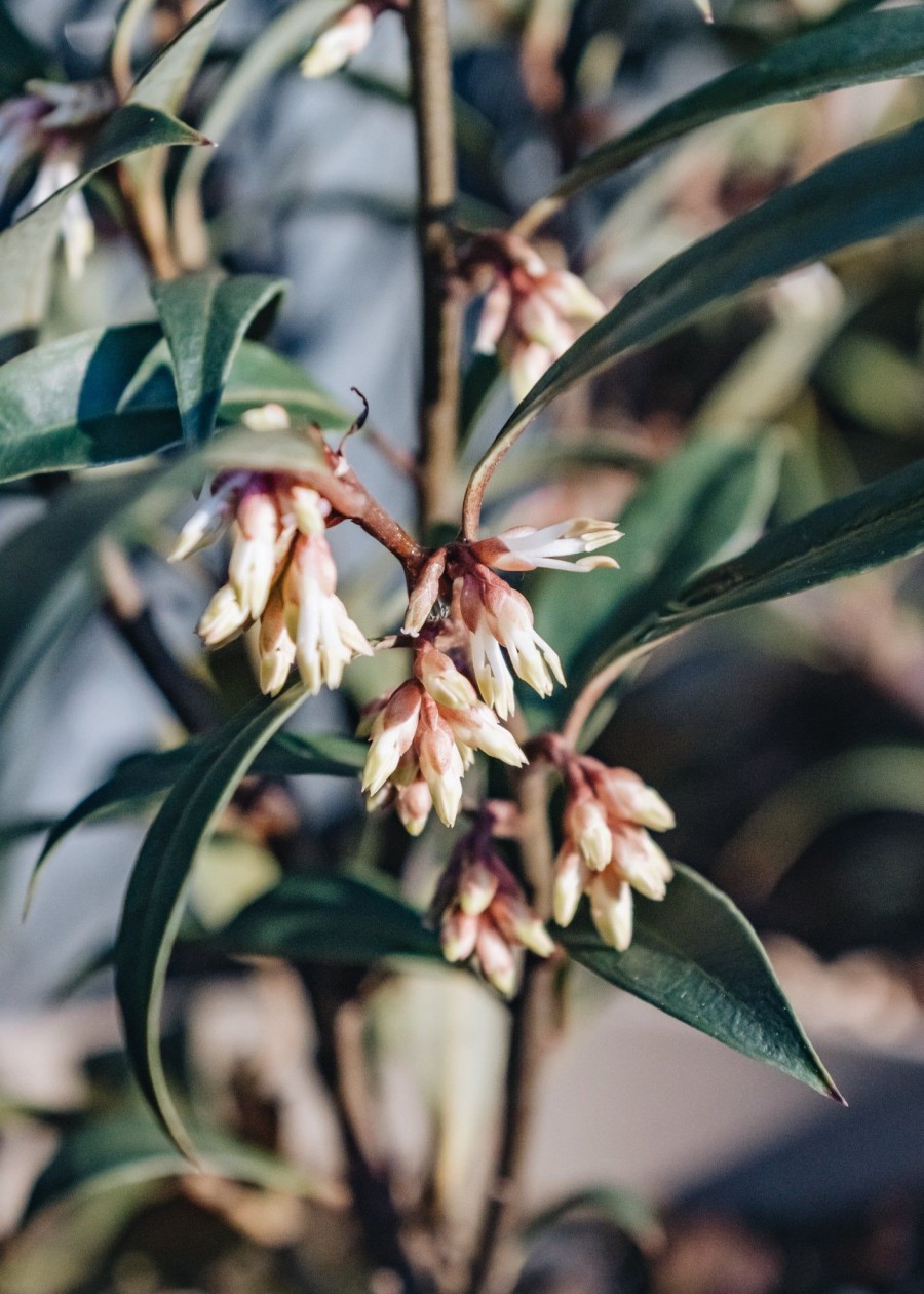 Plants Sarcococca Pollinator Garden | Sarcococca Hookeriana Digyna 2.5L