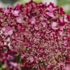 Plants Hydrangea Pollinator Garden | Hydrangea Sweet Annabelle