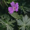 Plants Geranium Pollinator Garden | Geranium Blushing Turtle