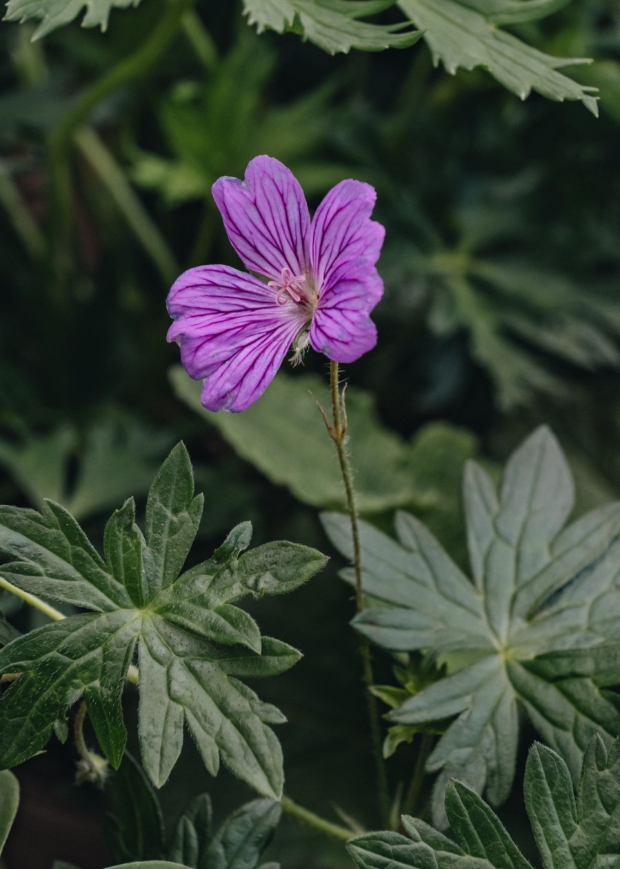 Plants Geranium Pollinator Garden | Geranium Blushing Turtle