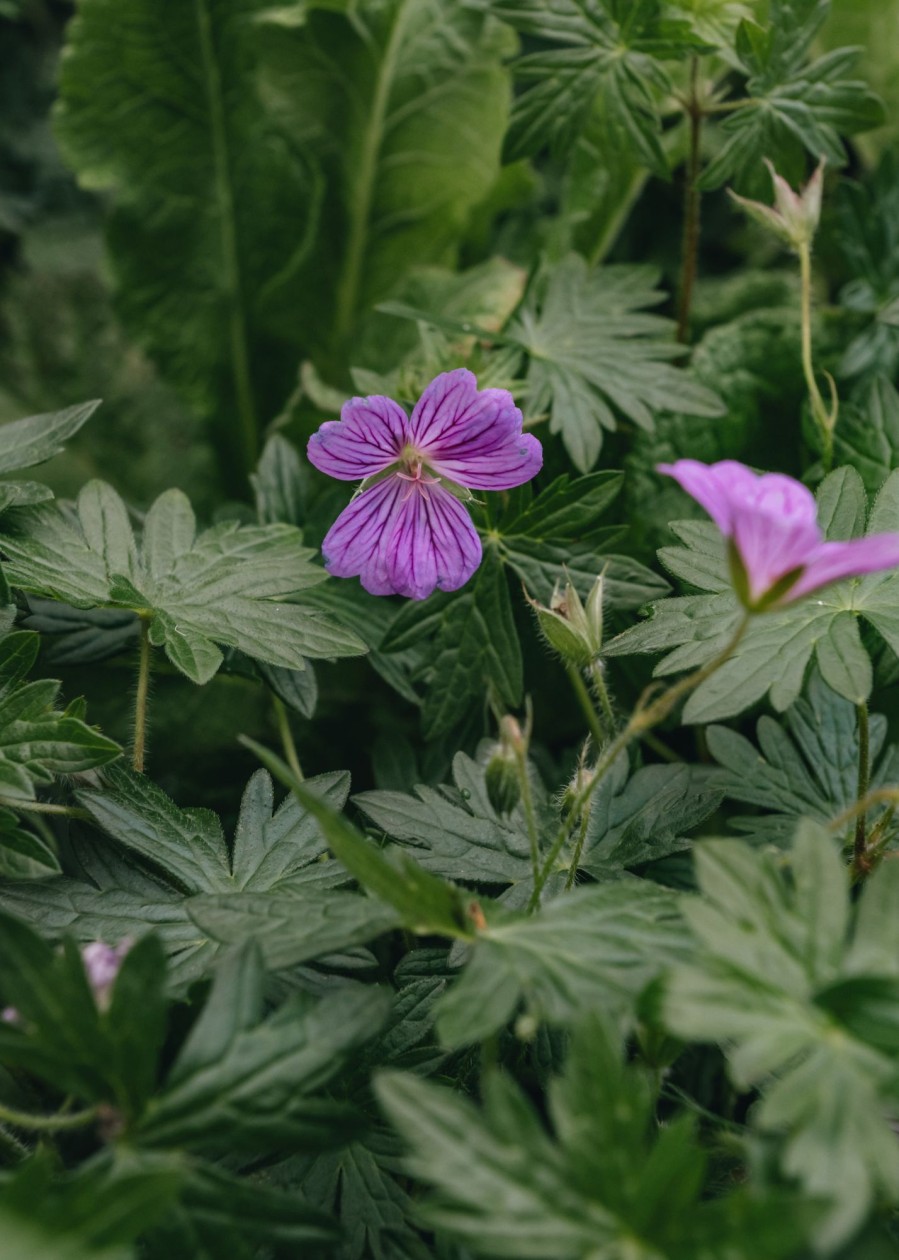 Plants Geranium Pollinator Garden | Geranium Blushing Turtle