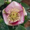 Plants Hellebore Cottage Garden | Helleborus Glenda Gloss