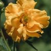 Plants Geum Pollinator Garden | Geum Lady Stratheden