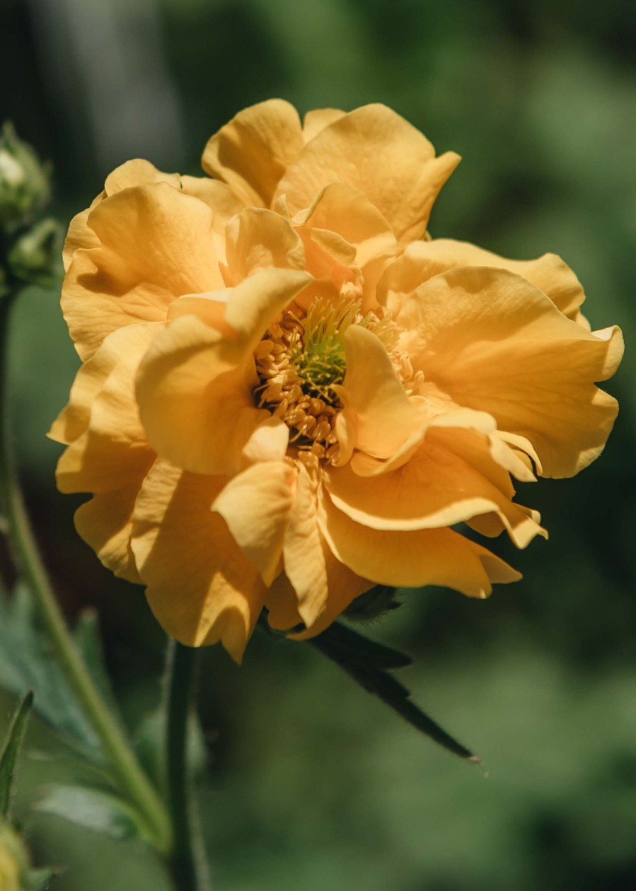 Plants Geum Pollinator Garden | Geum Lady Stratheden