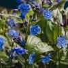 Plants Omphalodes Cottage Garden | Omphalodes Cherry Ingram