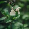 Plants Salvia Cottage Garden | Salvia Cool Cream