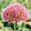 Plants Allium Cottage Garden | Allium Ostara