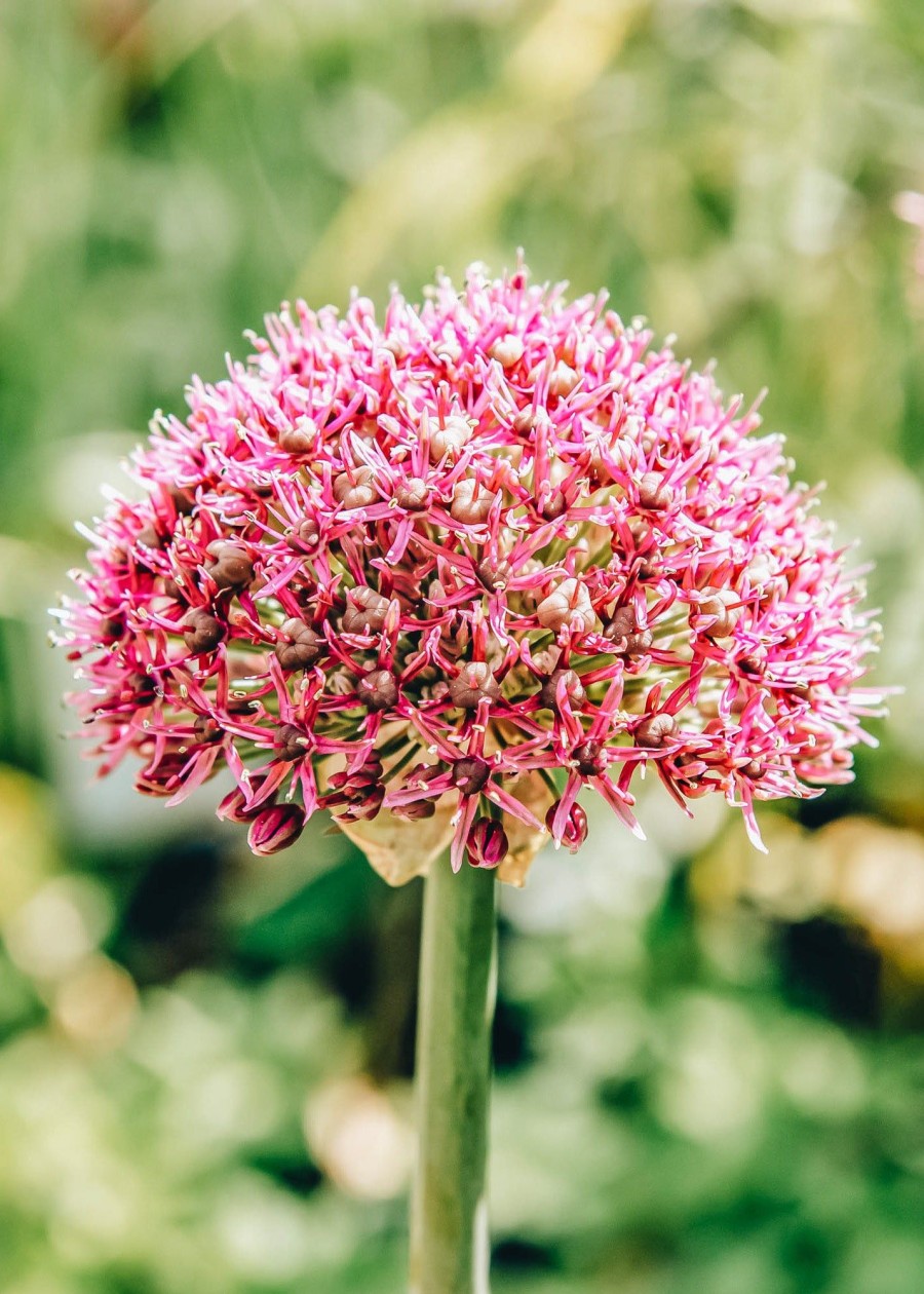 Plants Allium Cottage Garden | Allium Ostara