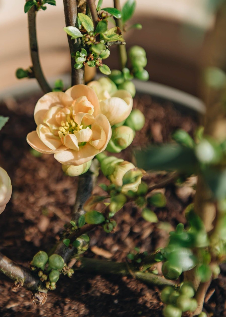 Plants Chaenomeles Pollinator Garden | Chaenomeles Geisha Girl