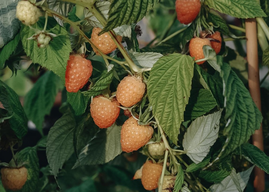 Plants Raspberry Kitchen Garden | Rubus Idaeus Autumn Amber (Raspberry)