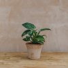 Interiors Houseplants Houseplants & Pots | Philodendron Birkin