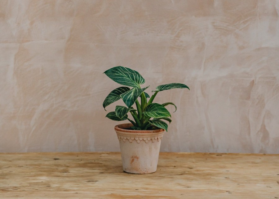 Interiors Houseplants Houseplants & Pots | Philodendron Birkin