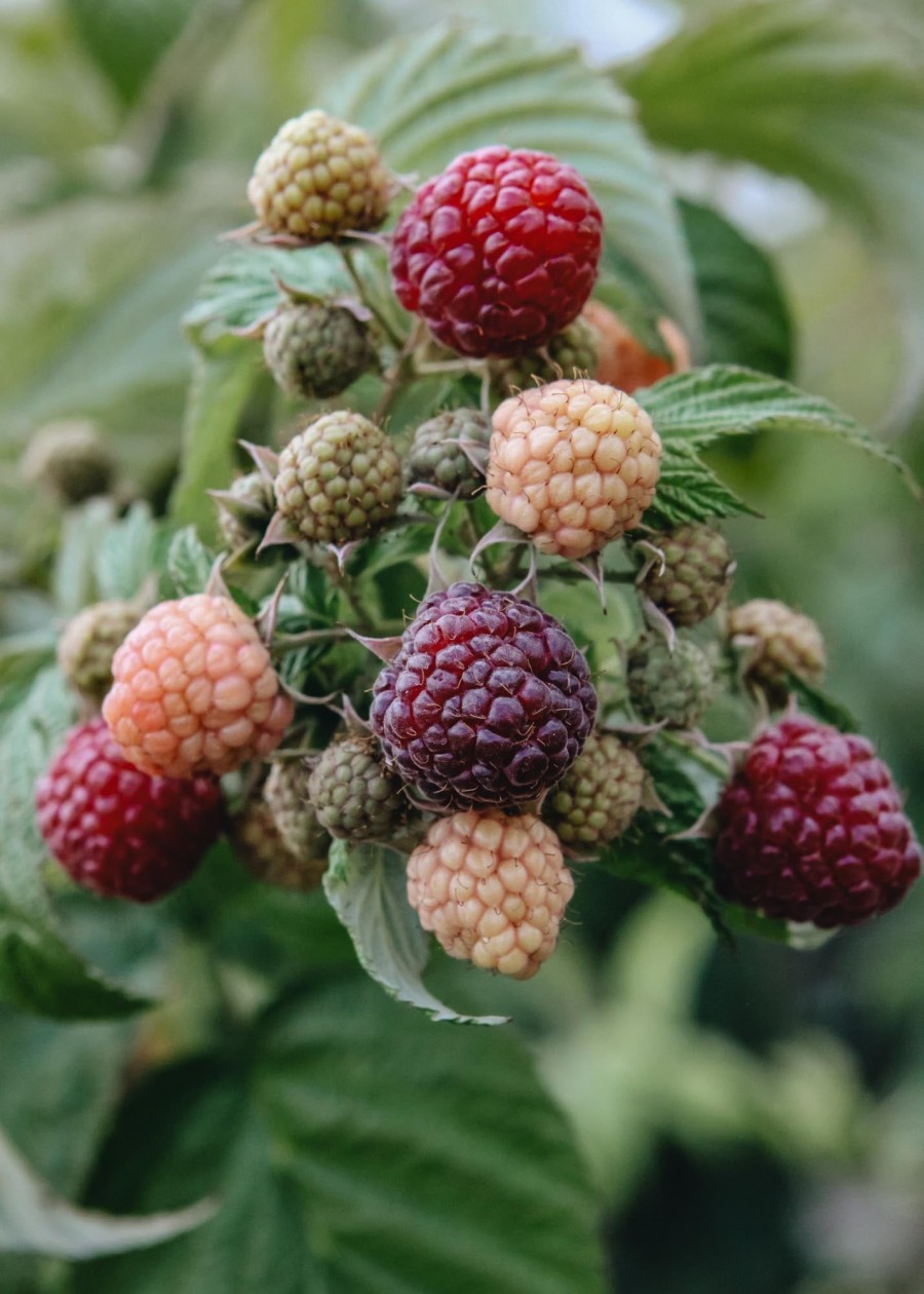 Plants Raspberry Kitchen Garden | Rubus Idaeus Autumn Passion (Raspberry)