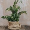 Plants Juniperus Cottage Garden | Juniperus Chinensis Kaizuka Variegata 3L