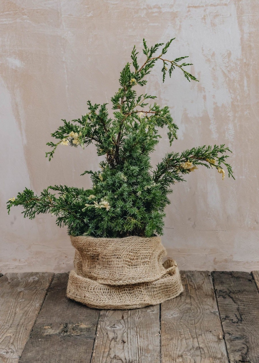 Plants Juniperus Cottage Garden | Juniperus Chinensis Kaizuka Variegata 3L