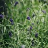 Plants Lavender Pollinator Garden | Lavandula Angustifolia Imperial Gem