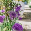 Plants Allium Cottage Garden | Allium Hollandicum Purple Sensation