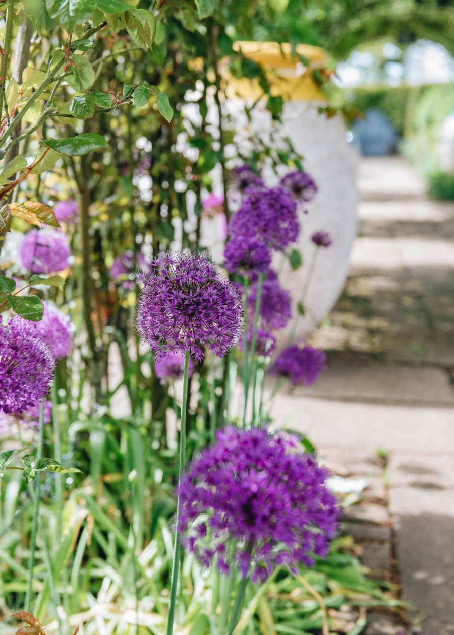 Plants Allium Cottage Garden | Allium Hollandicum Purple Sensation