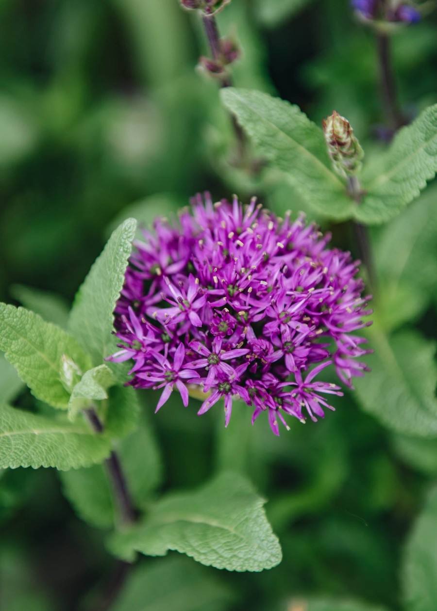 Plants Allium Cottage Garden | Allium Hollandicum Purple Sensation