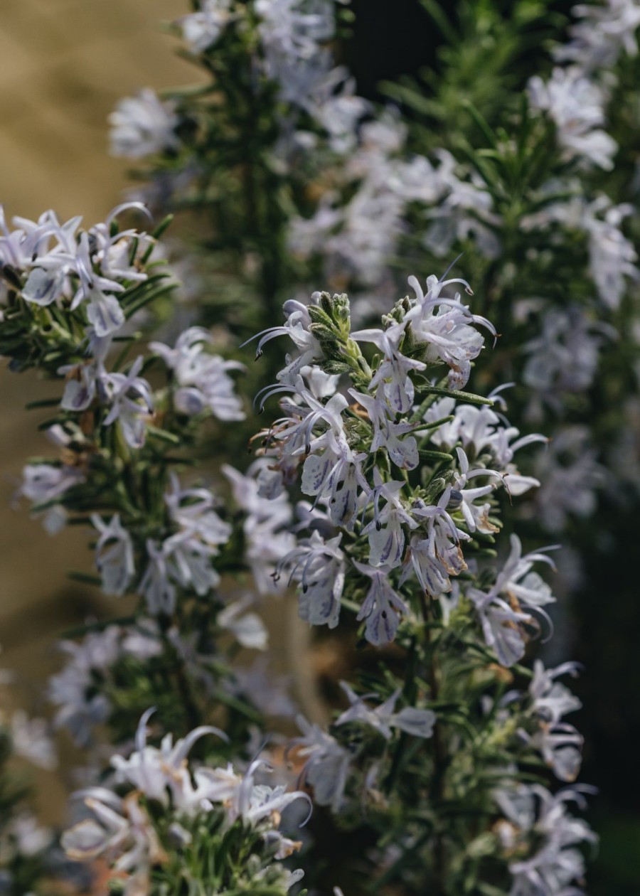 Plants Rosemary Kitchen Garden | Rosemarinus Miss Jessop'S Upright