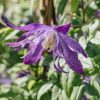 Plants Clematis Cottage Garden | Clematis Macropetala Jan Lindmark