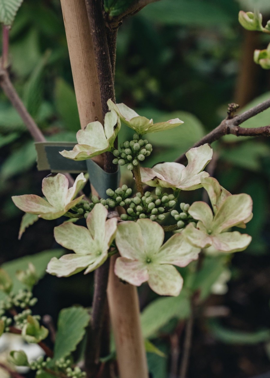 Plants Viburnum Pollinator Garden | Viburnum Plicatum F. Tomentosum Kilimanjaro Sunrise