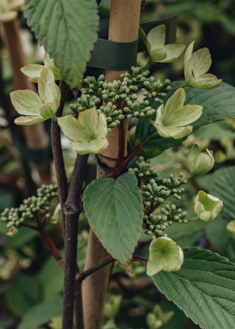 Plants Viburnum Pollinator Garden | Viburnum Plicatum F. Tomentosum Kilimanjaro Sunrise