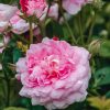 Plants David Austin Roses Rose Garden | Buy Rosa Ispahan