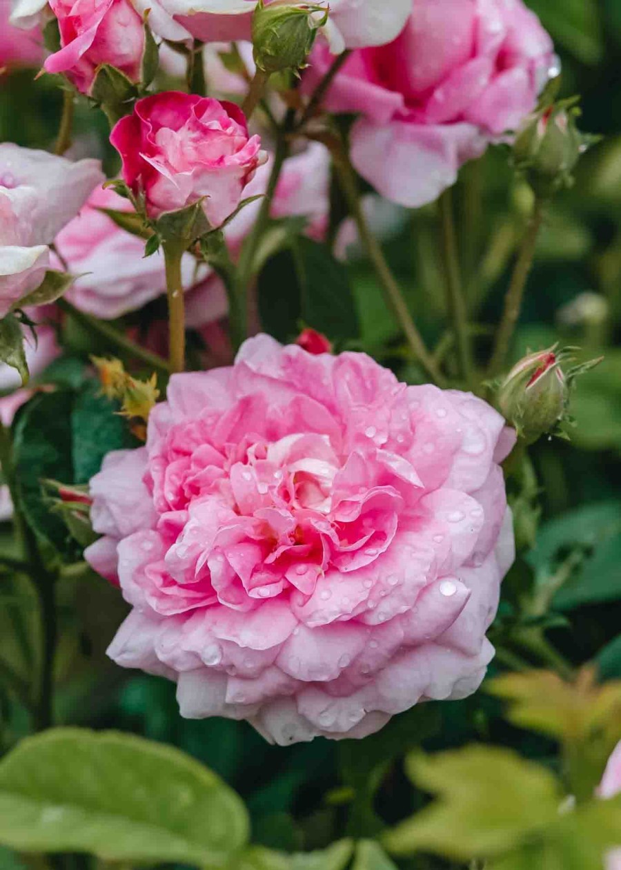 Plants David Austin Roses Rose Garden | Buy Rosa Ispahan