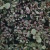 Plants Sedum Pollinator Garden | Buy Sedum Rose Carpet