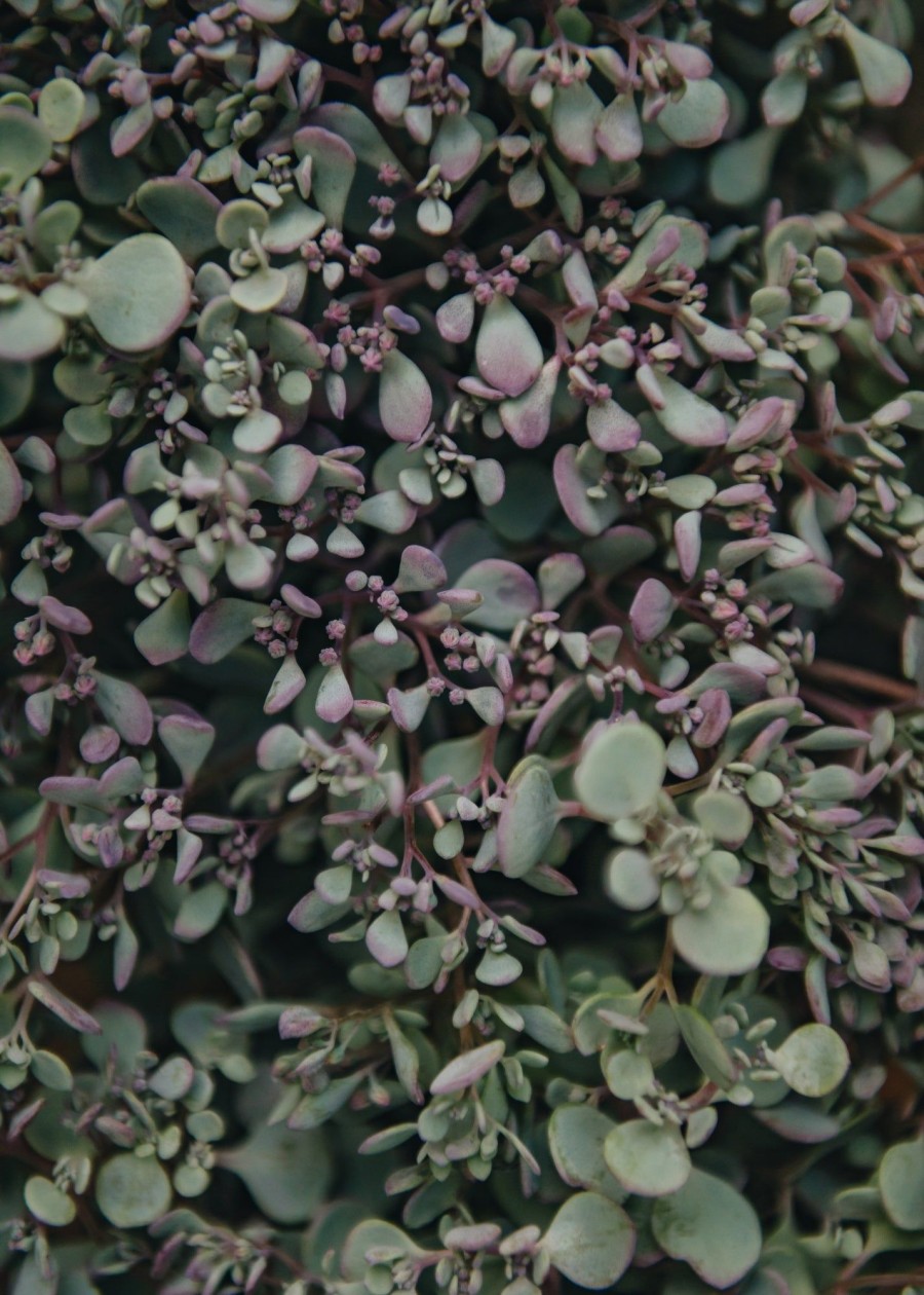 Plants Sedum Pollinator Garden | Buy Sedum Rose Carpet