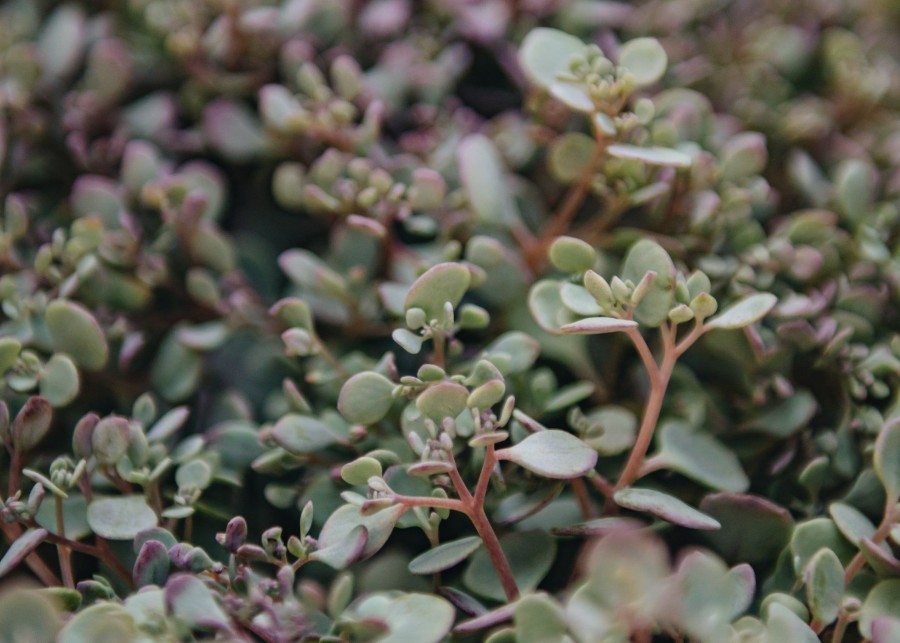 Plants Sedum Pollinator Garden | Buy Sedum Rose Carpet