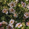 Plants Potentilla Cottage Garden | Potentilla Pink Queen 10L