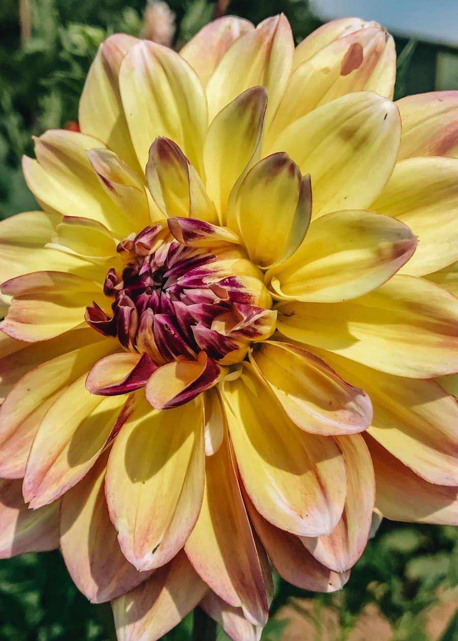 Plants Taylors Bulbs Dahlia Tubers | Dahlia 'Caribbean Fantasy' Tubers