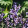 Plants Nepeta Pollinator Garden | Nepeta Purrsian Blue 3L