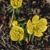 Plants Winter Aconite Cottage Garden | Winter Aconitum