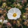 Plants Cistus Cottage Garden | Cistus Monspeliensis