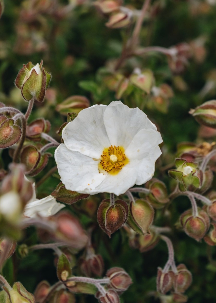 Plants Cistus Cottage Garden | Cistus Monspeliensis