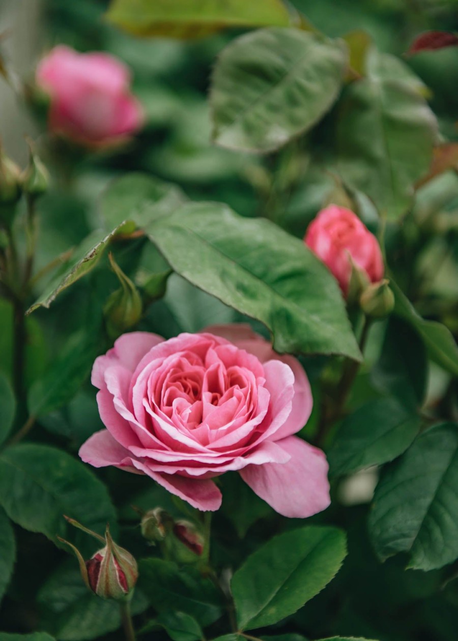 Plants David Austin Roses Rose Garden | Buy David Austin Rosa Gertrude Jekyll