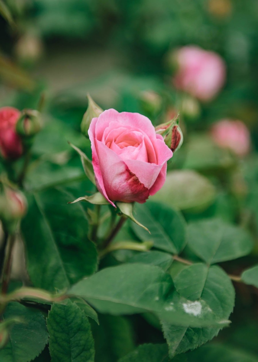 Plants David Austin Roses Rose Garden | Buy David Austin Rosa Gertrude Jekyll